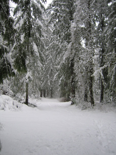 雪路图片下载