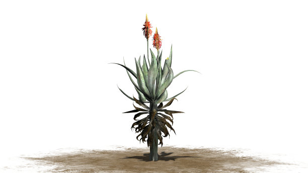 在白色背景上分离的芦荟植物图片下载