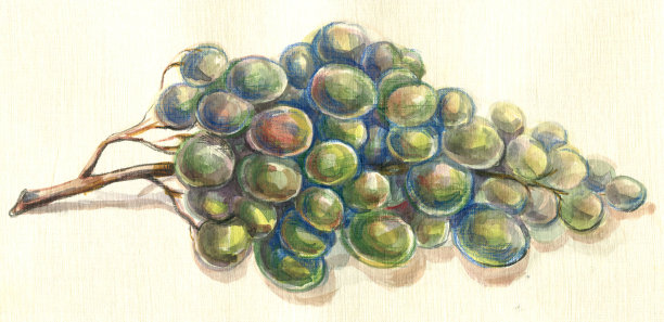 一串葡萄水彩画图片下载