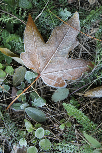 树叶和草上覆盖着白霜图片下载