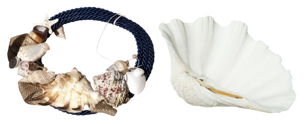 珠宝的贝壳图片下载