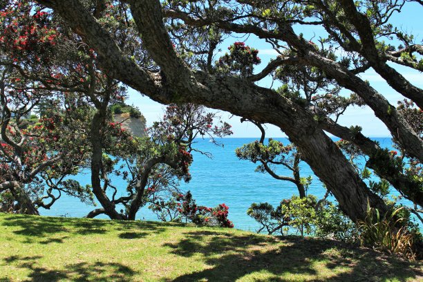 透过波胡图卡瓦树眺望大海图片下载