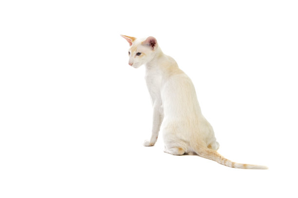 纯种可爱暹罗猫工作室拍摄图片下载