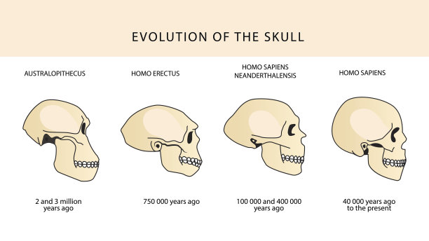 人类头骨和文字的进化与年代。图片下载