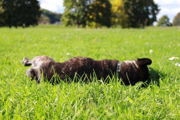 狗在草地上玩耍图片下载