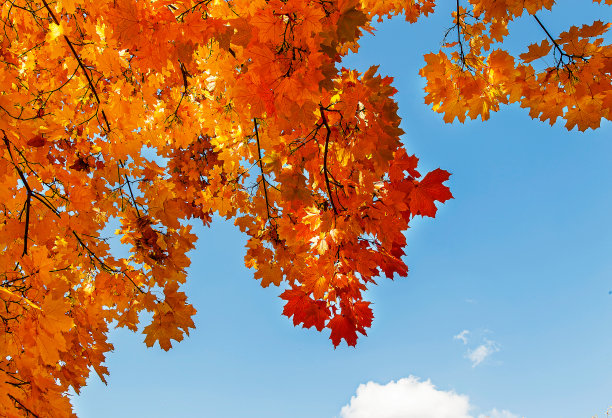 黄色的叶子。图片下载