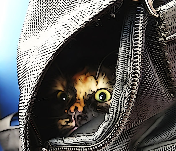 小猫在袋子里，大眼睛图片下载