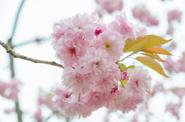 小樱。春天的樱花。图片下载