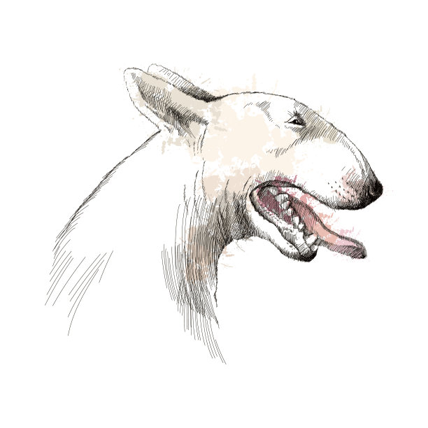 矢量素描的牛头犬与张开的嘴。图片下载