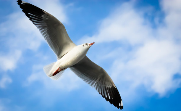 海鸥飞图片下载