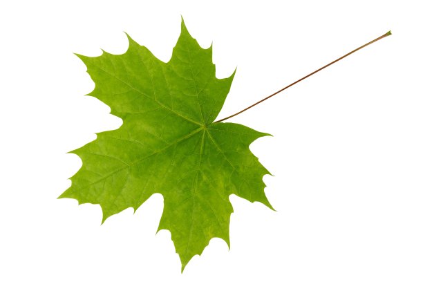 春天的枫叶图片下载