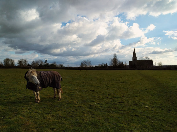 阴天田地里的马图片下载