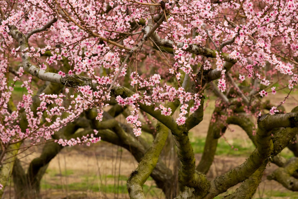 桃花盛开图片下载