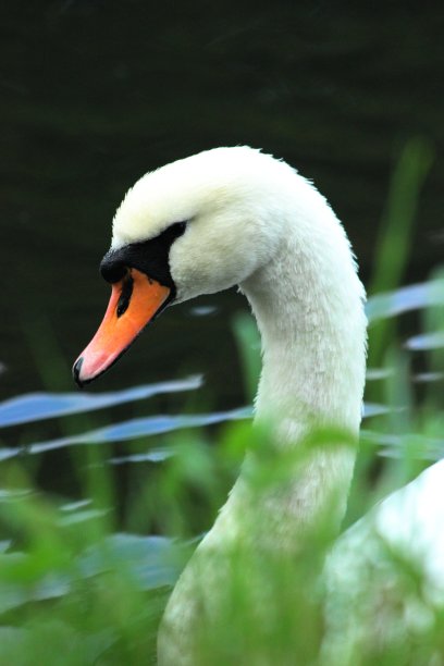 鹅颈管图片下载