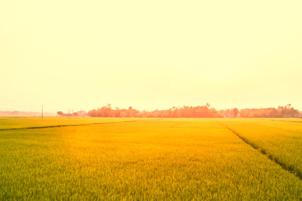 越南早晨柔和的日出模糊了稻田的绿色和金色的稻田图片下载