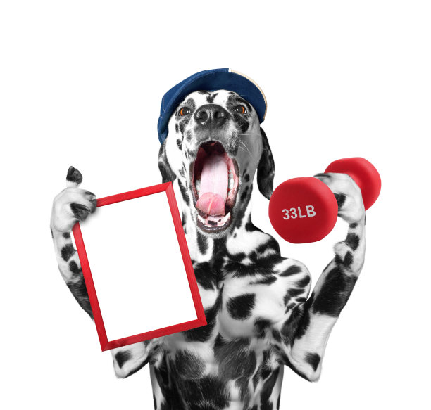 训练犬保持体型和哑铃图片下载