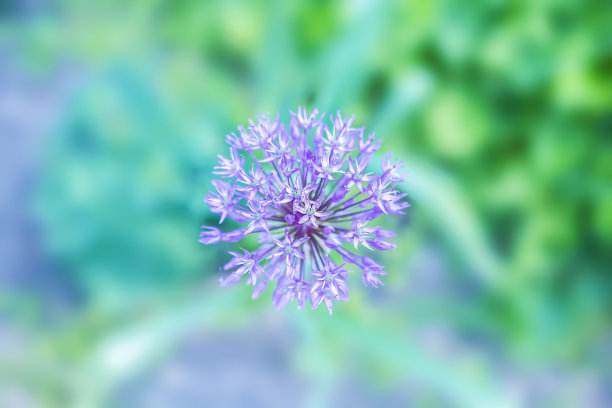 紫色花模糊背景，蓝色风格的照片图片下载