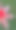 时髦的花4图片下载