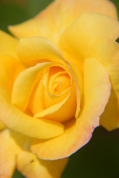 花儿西班牙图片下载