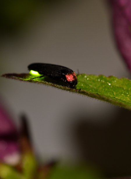 萤火虫图片下载