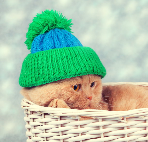 猫戴着一顶编织的帽子躺在篮子里图片下载