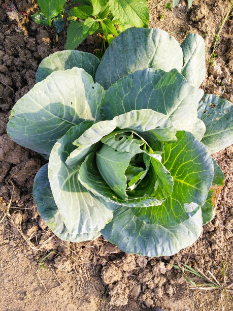 甘蓝蔬菜图片下载