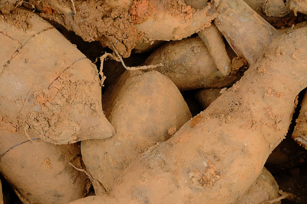 亚贡雪莲的根放在篮子里。图片下载