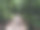 森林的小路图片下载