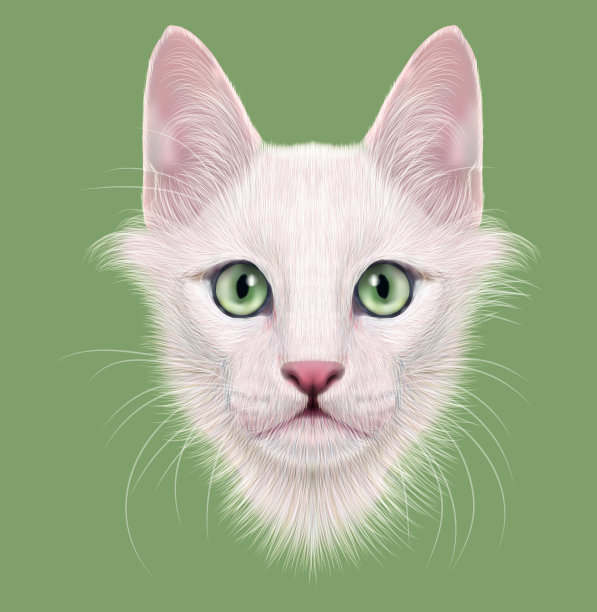 插图肖像土耳其安哥拉猫。图片下载