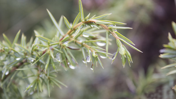 山上的晨露图片下载