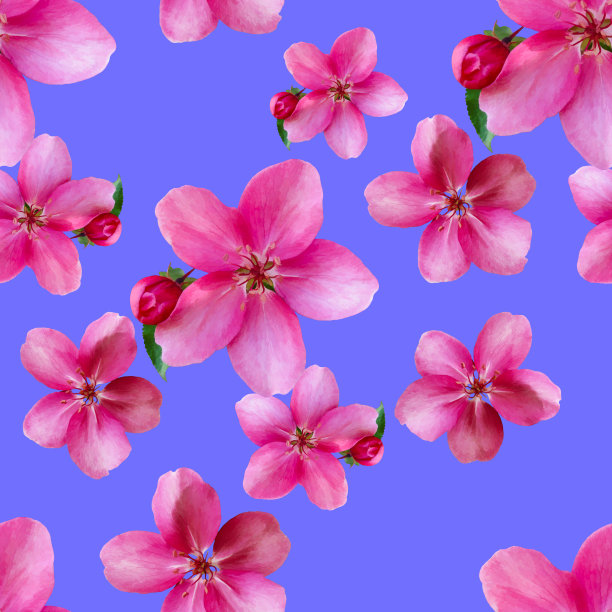 苹果的花。花型纹理无缝。花背景，照片拼贴图片下载