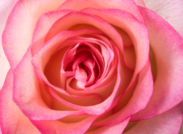 鲜嫩的淡粉色玫瑰图片下载