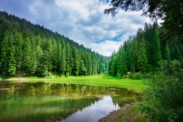 美丽的森林景观图片下载