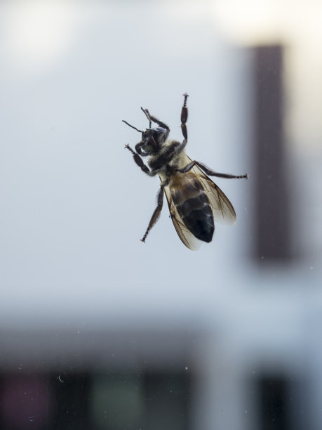 蜜蜂在肮脏的窗纱上图片下载