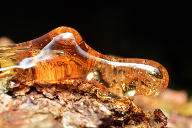 固体琥珀树脂滴在树干上。图片下载