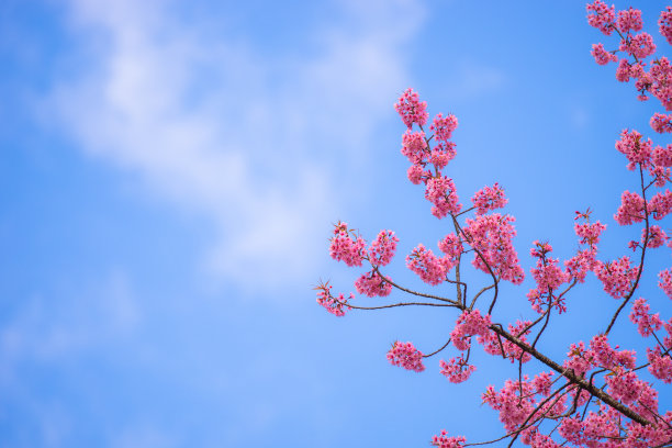 樱花的花图片下载
