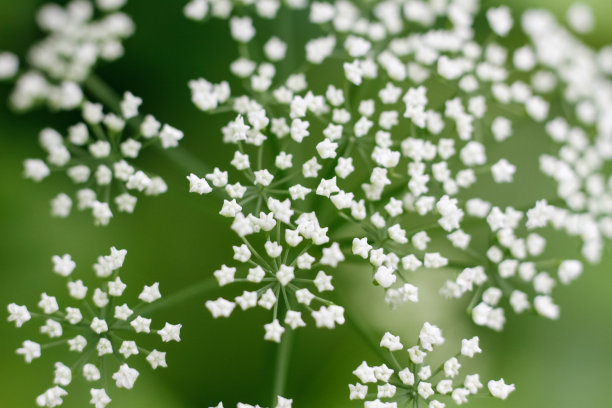 绿色的牛欧芹芽图片下载