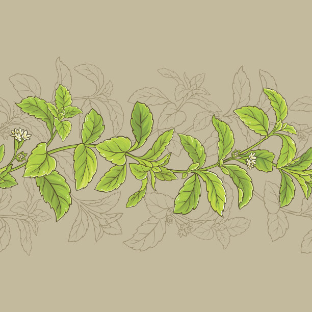 甜叶菊矢量框架图片下载