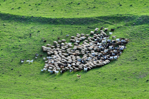 一群羊聚集在一起图片下载