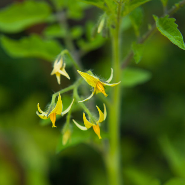 西红柿图片下载