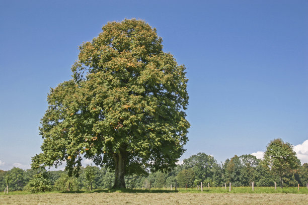 秋天的落叶树图片下载