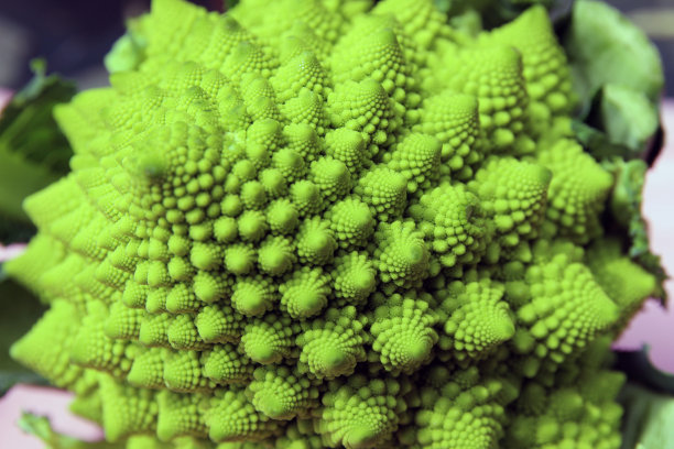 罗马卷心菜特写图片下载