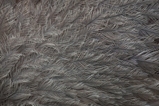大雷亚(美洲雷亚)。羽毛纹理。图片下载