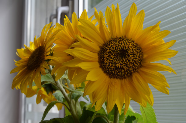 向日葵图片下载