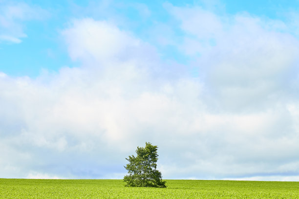 夏天的草图片下载