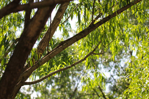 蒂利亚叶图片下载