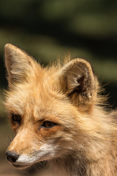 红狐狸肖像图片下载