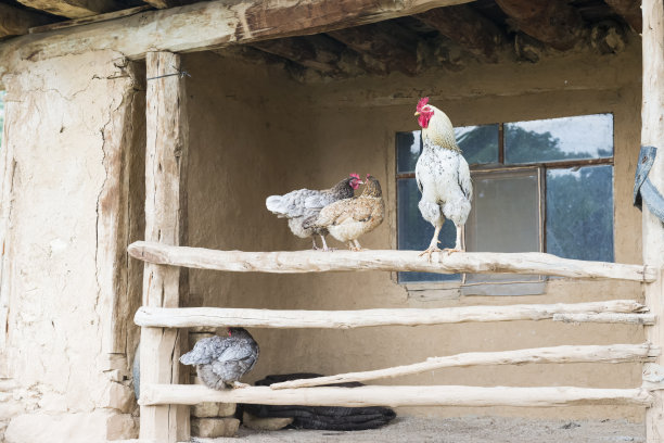 公鸡和母鸡图片下载