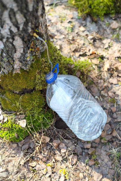 从桦树收集果汁图片下载