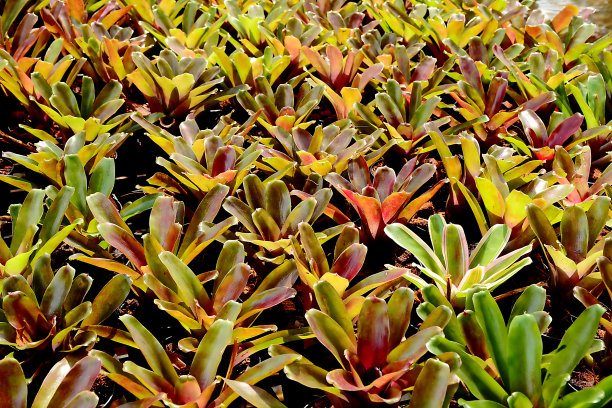 多色菠萝图片下载